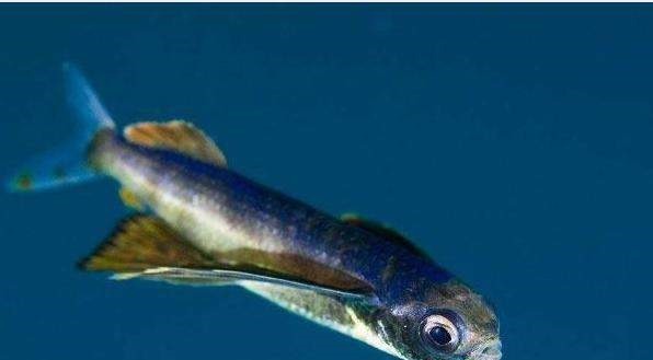 原型|《山海经》中的异兽到底是不是虚构的为何现代社会有相似的原型