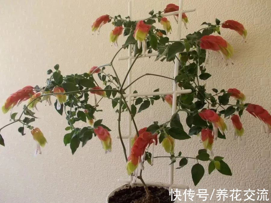 室内|15种可以在窗台上开花灿烂的室内盆栽,有散射光就能正常开花