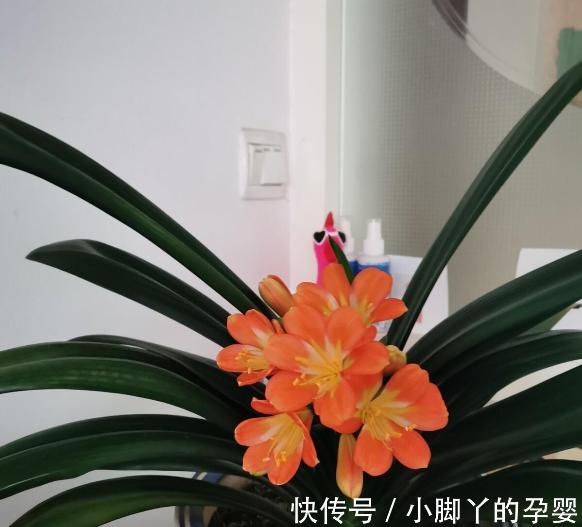 冬季养花,了解“七忌”,简单实用,安全过冬