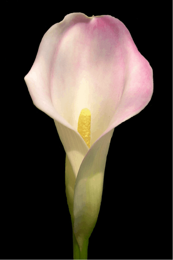 球根|5种春植球根花卉正当时,今年夏天花开不断