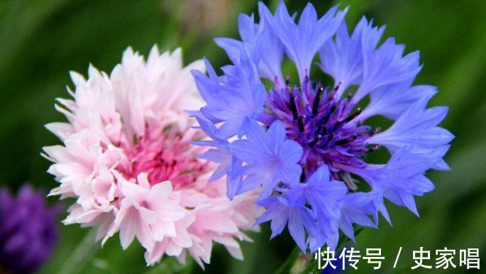 10种菊花品种看看你见过多少