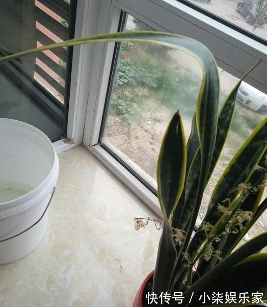 虎皮兰叶片打弯“软塌塌”,4个“毛病”改过来,油绿挺拔直冒芽