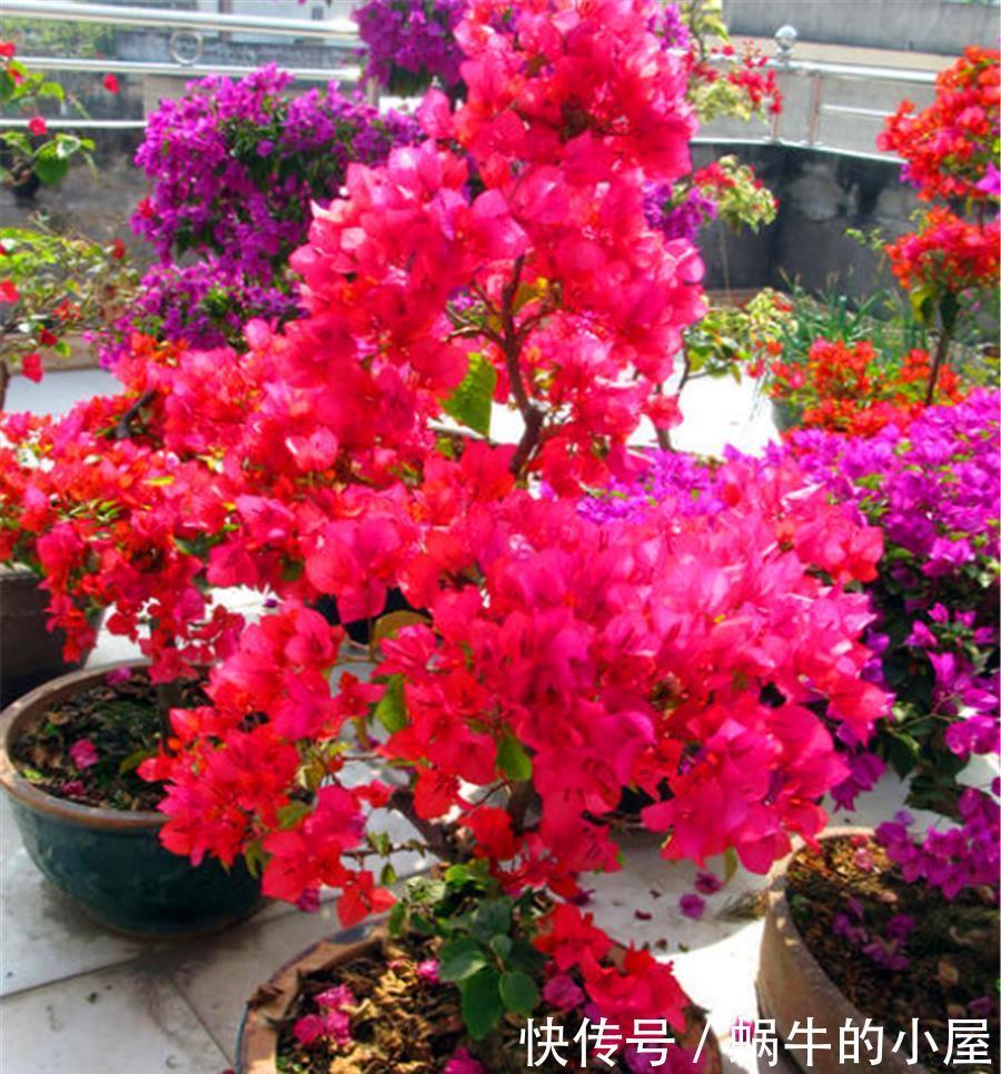 春天三角梅装死怎么办?一搬二剪三加料,新叶蹭蹭长,花苞满枝头