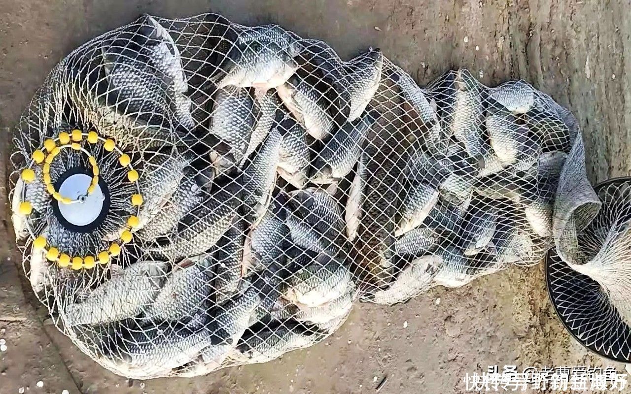 渔获|同样都是钓鱼，为何专业钓鱼人，不如三农钓鱼人渔获多？