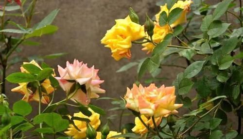 养花就养这几盆,天天变颜色,从早到晚变不停,眼花缭乱看不够