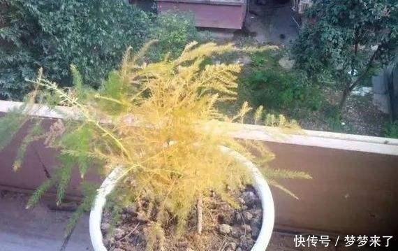 干枯|冬季养护文竹,应当注意4处细节,避免叶状枝干枯