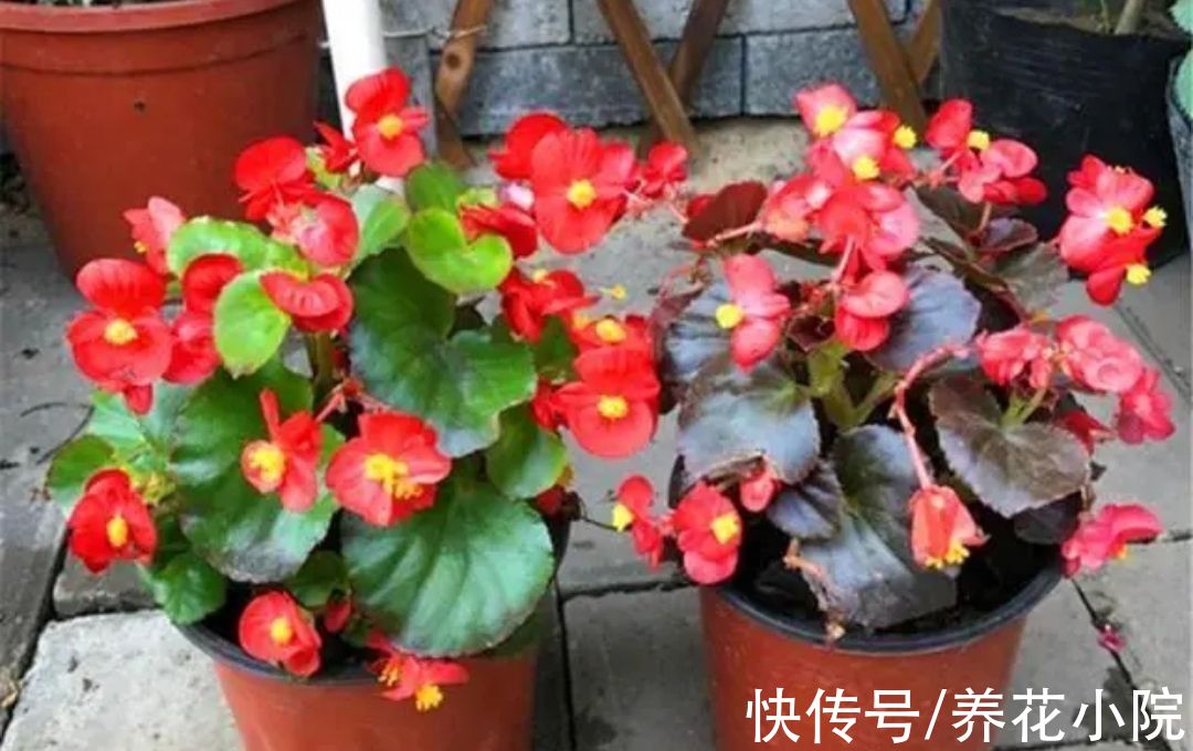 玉树|6种花生根能力强，冬天也能扦插，明年还能开花