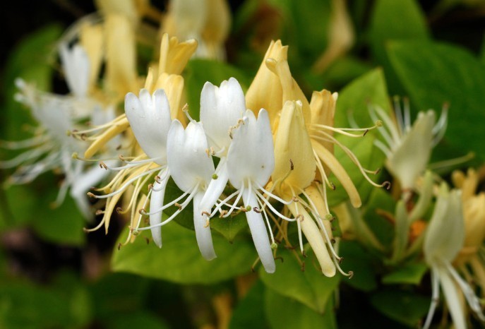 支气管炎|支气管炎遇到它就消停，每天3杯，润肺止咳，消炎抗菌，加快痊愈