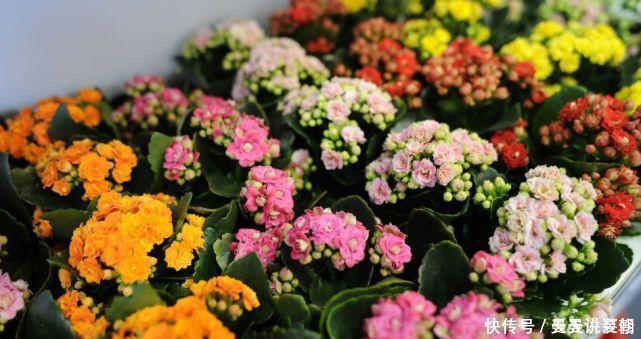 3种花是花中劳模,一年四季开花不断,谁养谁喜欢