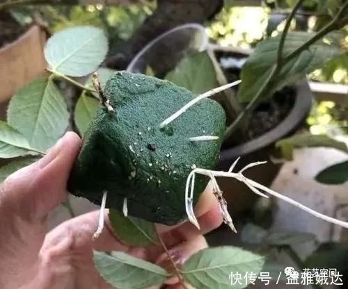 扦插繁殖花卉时,用2种小药片,一个星期就生根,越养越旺盛!