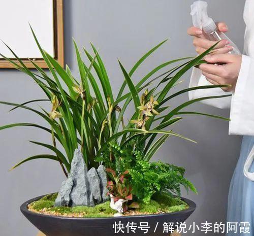 替兰花分株怕伤其根系,采用“不分盆”方法,新手也可轻松驾驭!