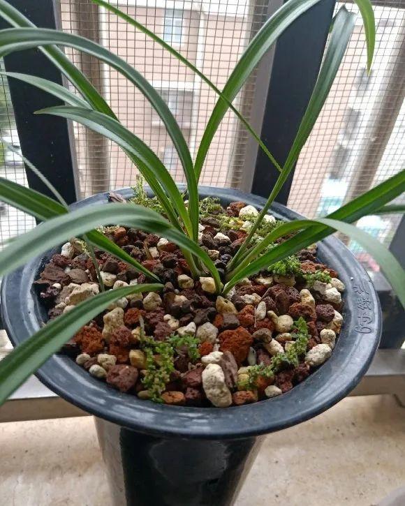 蟹爪兰|长寿花换盆，切忌越换越大，一直用小盆养才好！