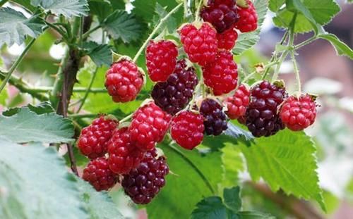 血管疾病|女人爱美常吃3种食物,排毒抗衰,清理肠胃,预防血管疾病