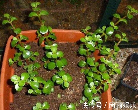 马齿觅|阳台盆栽花卉,怕难度大、开花少就养盆金枝玉叶,可赏花观叶