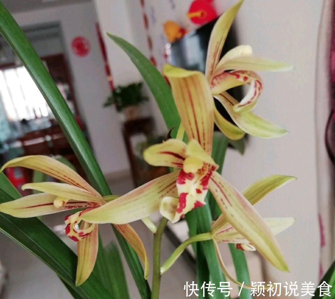 苔藓养兰花的2个妙用，保湿透气又促根，很快冒出水晶头