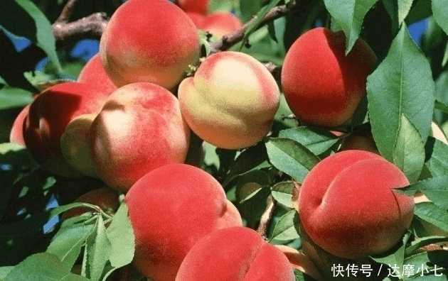 谚语|两种水果能不吃就不要吃, 虽然好吃但是对人体不好