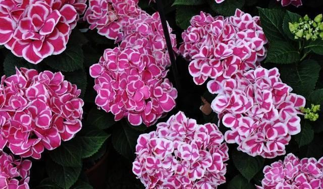 绣球花|托尼老师教您修剪绣球花,记住简单两点,拿剪刀的手再也不抖啦