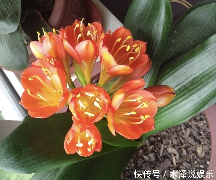 磷酸二氢钾|2种促进植物开花的“万能肥”,花期前,浇水加一勺,蹭蹭冒花苞