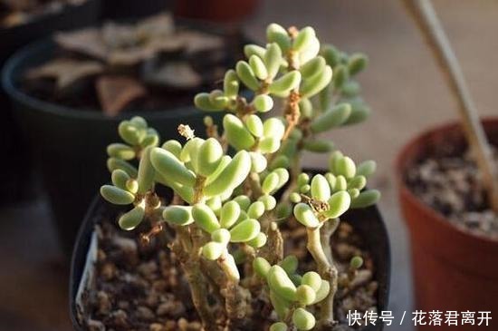 养棵多肉美滋滋,谁知是家中潜藏的毒虫,不知道吃大亏!