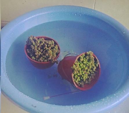 植株|夏天养花，花友们常有的“坏毛病”，难怪花草烂根、黄叶