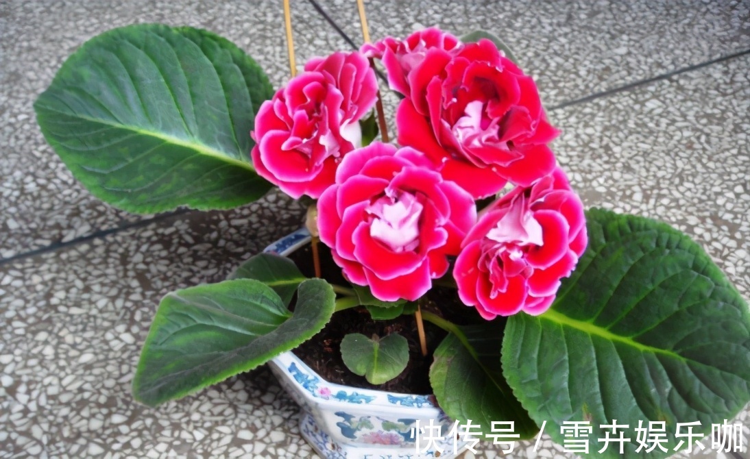 养花入门小知识:给盆栽浇水有哪些技巧或要求?