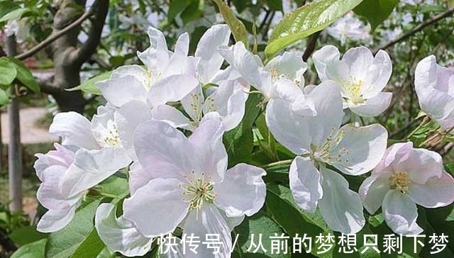 八棱海棠是美化风景的首选观赏树,有极高的观赏价值