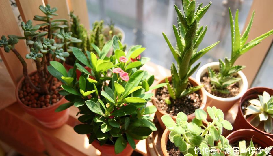 扦插|“花痴”一般有这3个习惯,你中招了吗?