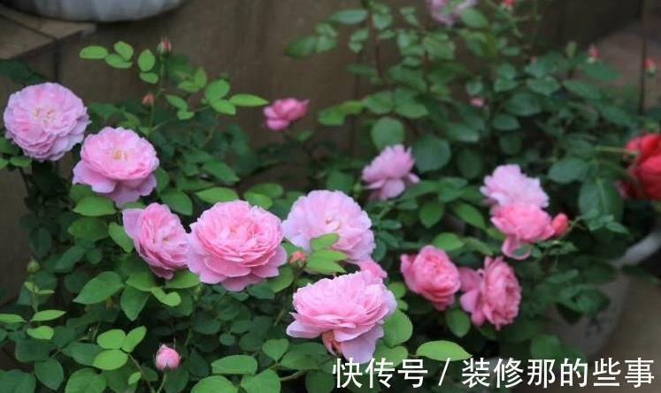 黄叶|月季大量黄叶,甚至变成了光杆,怎么办