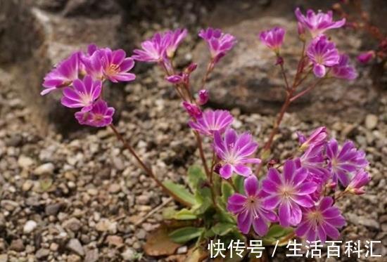 花瓣|养花试试这几款，花瓣周围一圈红边，好似少女裙沿的俏皮镶边