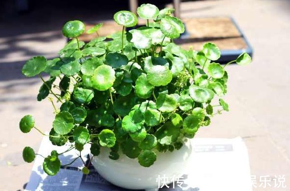 黄叶|水培铜钱草为什么总是黄叶，注意两点就可以挽救，叶片恢复生机
