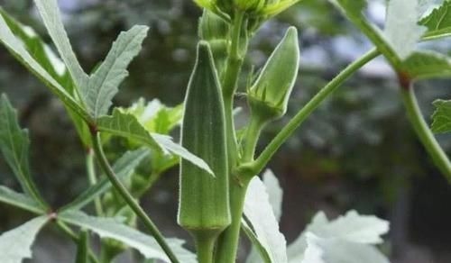 青钱柳|一旦查出糖尿病,再穷也要吃“它”,稳定血糖比胰岛素都强