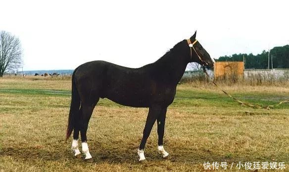 古代|汗血宝马:中国古代最顶级的战马,千米行程只需66秒