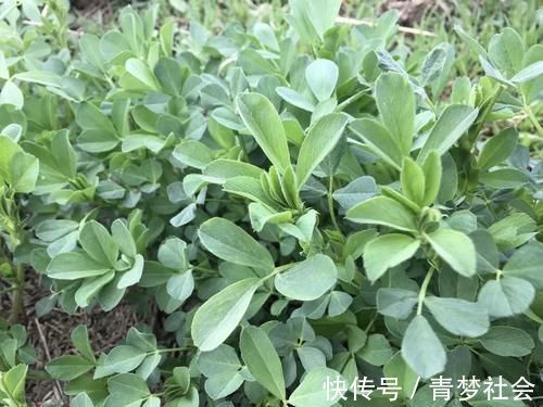 草头|它被称为“牧草之王”，在城里却成了营养野菜，10元1斤很畅销