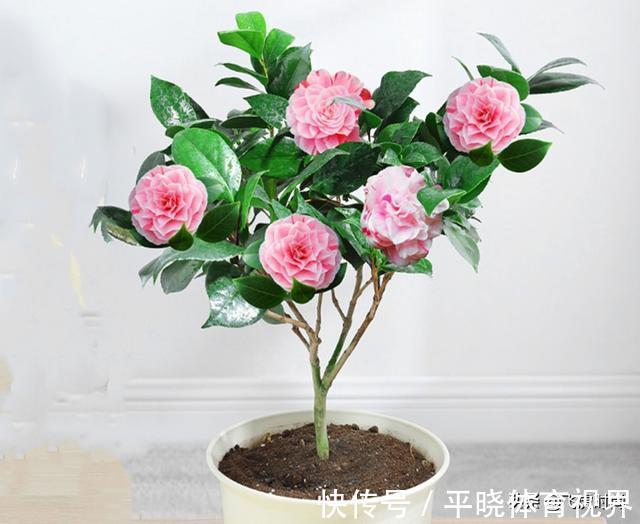 落蕾|初春养茶花,记住三个事项和注意要点,不落蕾也不掉叶