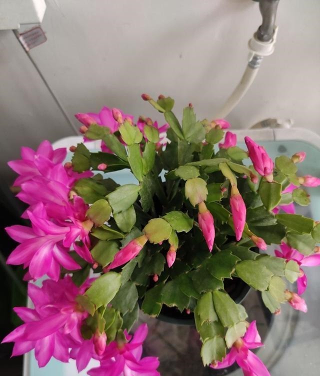 5种花越养越上瘾,只要养好一盆,就会特别喜欢