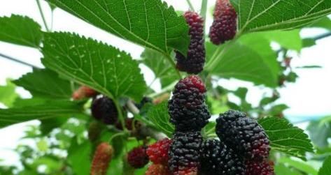 “三月桑葚赛人参”,桑葚真好吗?以下三种人不吃是对的