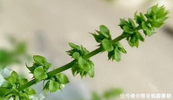 养心平肝降三高|农地里一种野菜,养心平肝降三高,被称为餐桌上的“胰岛素”