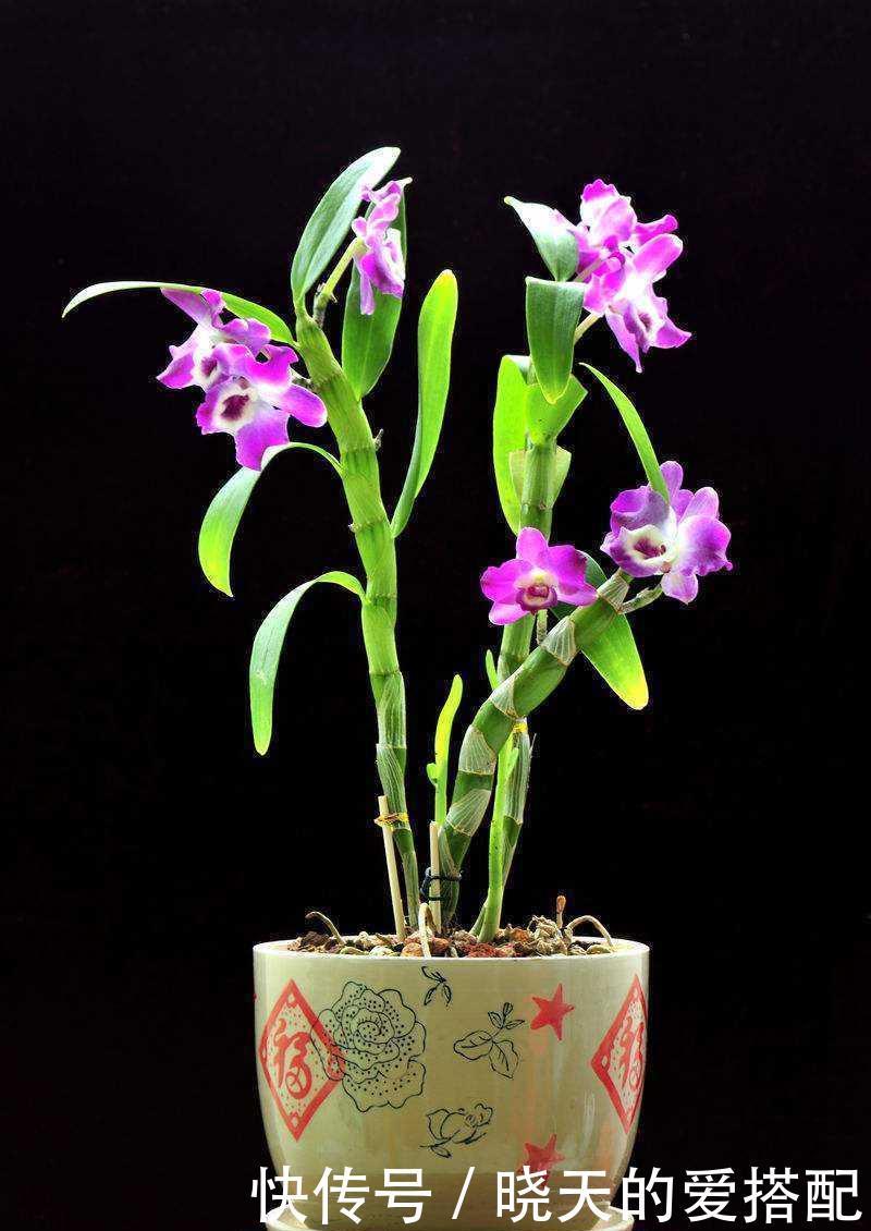 兰花品种|国兰的品种有很多,这6个最为名贵,喜欢兰花的你一定要知道