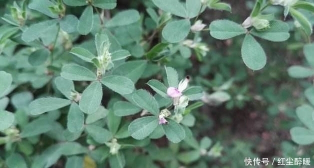 鸡眼|农村这野草名叫“鸡眼草”具有清热解毒，活血的功效，见到请珍惜