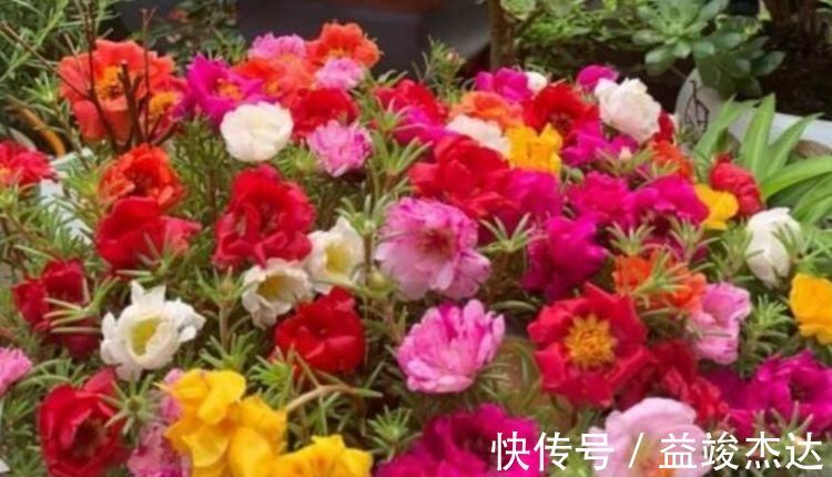 太阳花|4种漂亮网红花,家里养1盆,花期长花量大,一盆千百朵