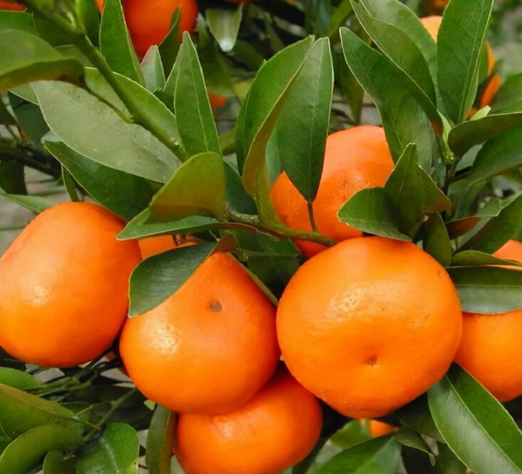 虎年|老人孩子抵抗力差春冬换季常感冒,多吃3种鸿运果,寓意健康好运