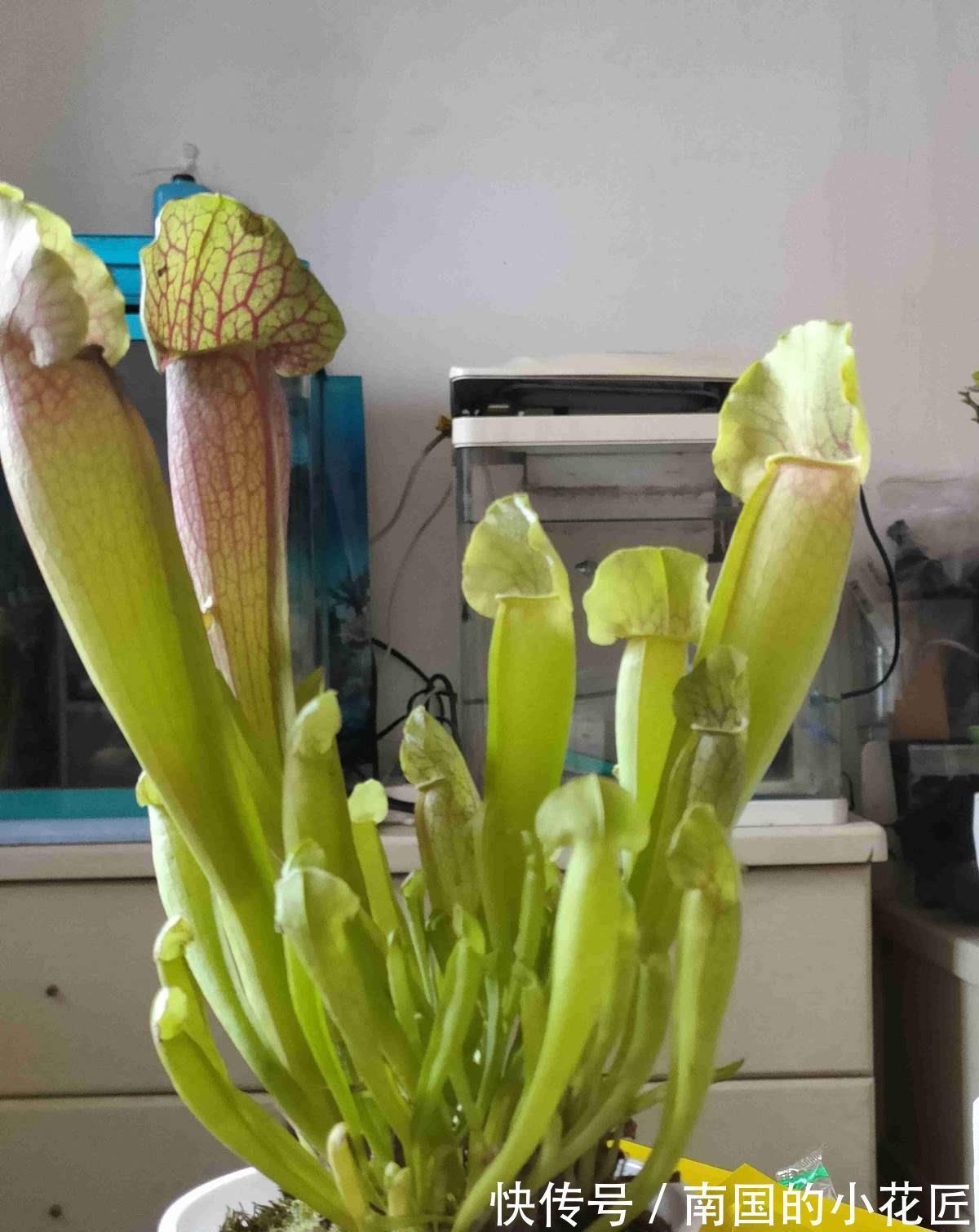 猪笼草|4种食虫植物特有趣，养在家里能灭蚊，孩子们都喜欢