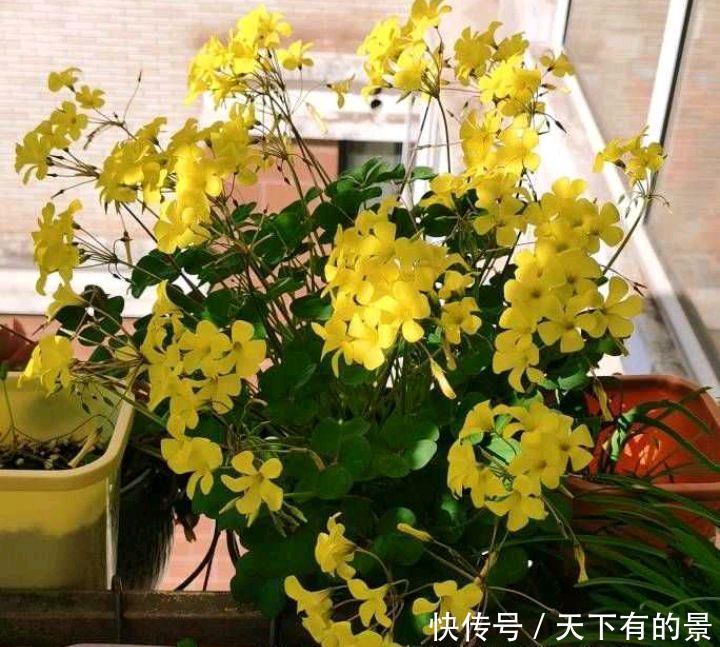 阳台养两种“酢浆草”，花量大，颜色很漂亮，每天满满都是花