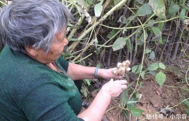 够吃|农村把此菜叫洋姜，吃着甜甜的，每年种一次全家够吃一年