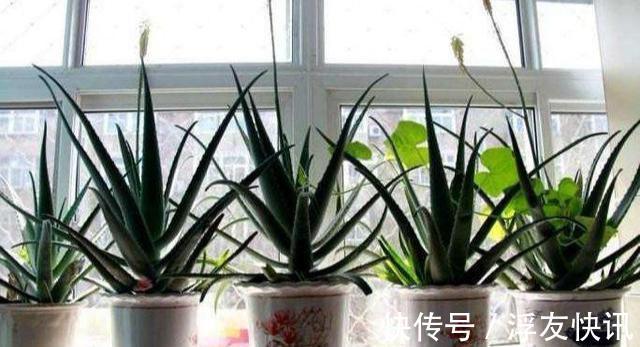 养芦荟，“脾气”爆，一言不合爆满小崽，砍掉小芽变“大树”