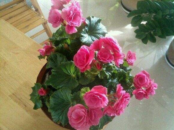 漂亮的花用剪碎的叶片,都能插活一大盆,谁说扦插难