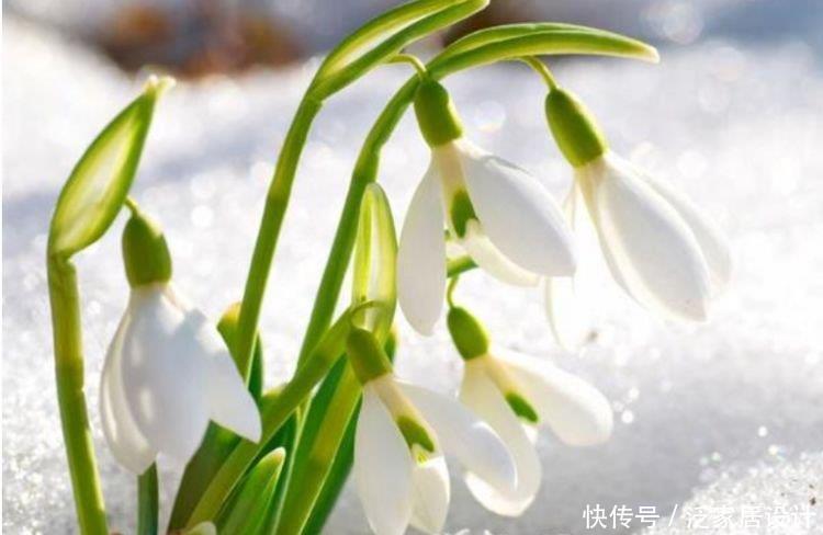 4种花很耐养,沾土就能活,开花漂亮花期长,谁养谁喜欢