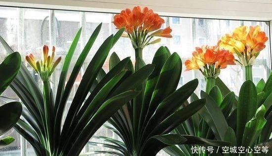 肥料|君子兰依赖“2种水”,半月浇一次,叶片四季肥厚,开花多不夹箭