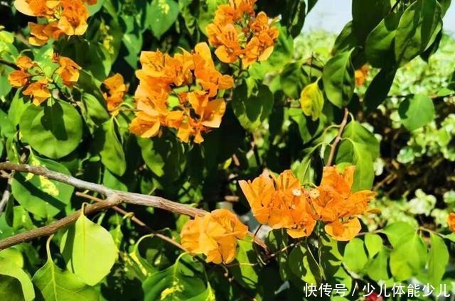 很多北方花友说,再也不想养三角梅了,为什么大致是这些原因!