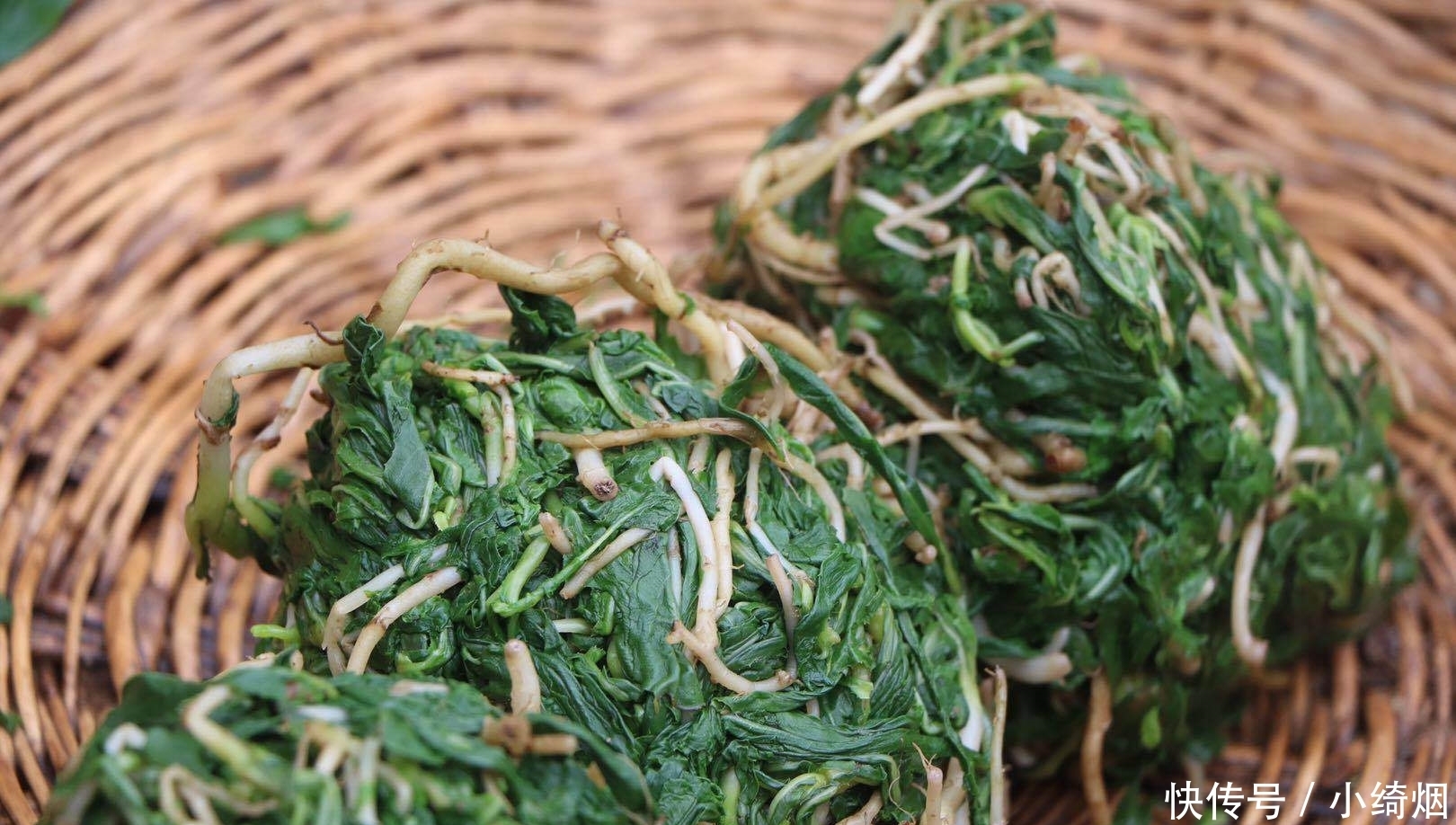 浑身都是宝的菜,很多人当成草,简单一拌就上桌,清热解毒胜良药